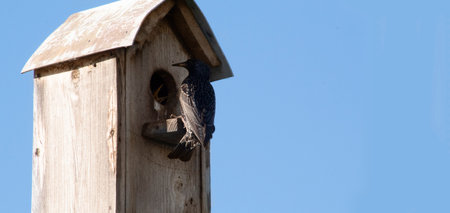 a Starling feeds its Chicks, a banner with space for text, the concept of motherhood, care,...
