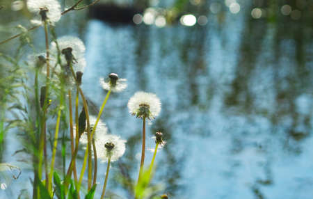 Dandelions on the river Bank, soft summer background, layout with space for text.の写真素材