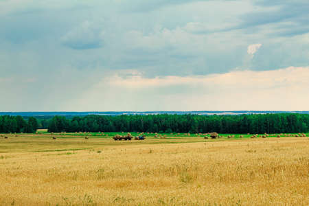 Beautiful Summer Farm Scenery with Haystacks. Field Landscape with Rolls and Sky.の写真素材