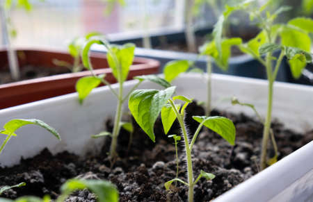Young tomato seedlings in plastic pots on window sill ready to plantの写真素材