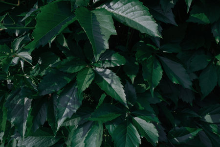 Creative layout made of green leaves. Flat lay. Nature background