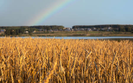 Rural landscape. A wheat field in the foreground, a lake and a village after the rain. Rainbow in the sky. The concept of a rich harvest.の写真素材