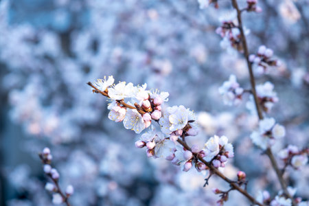 apricot flowers, beautiful spring background, selective focus.の写真素材