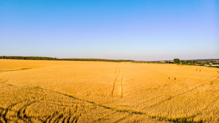 Picturesque rows of agricultural fields on a summer farm in the evening. Aerial photography, a picture of a drone with a view from above. Russia. The Southern Urals.の写真素材