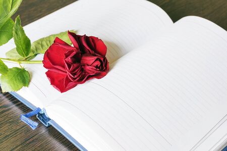 A bright red beautiful rose is lying on an open notebook.の写真素材