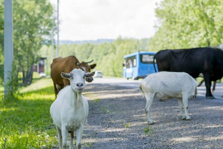 A goat and cows graze on the side of the road.の写真素材