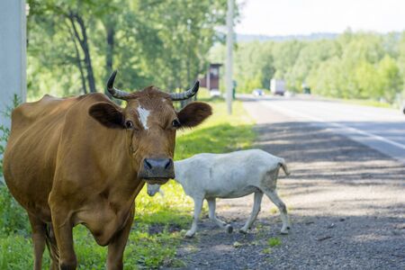 A cow and a goat graze on the side of the road.の写真素材