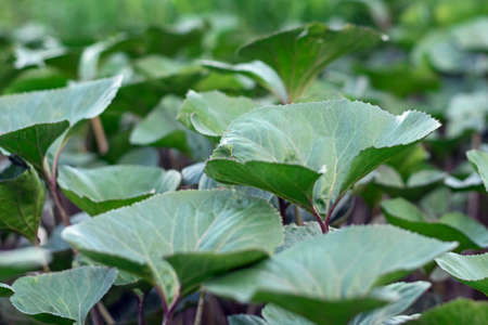 Green leaves of aquatic plants close up.の写真素材