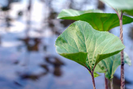 Leaf of an aquatic plant on the background of a reservoir.の写真素材
