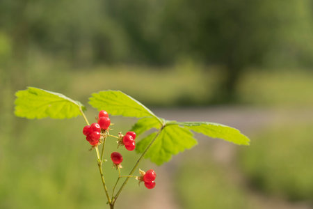 Red stone bramble with green leaves.