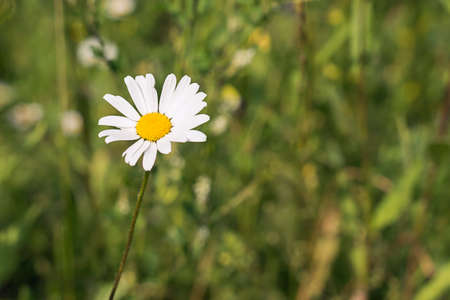 A single white Daisy in a green meadow.の写真素材