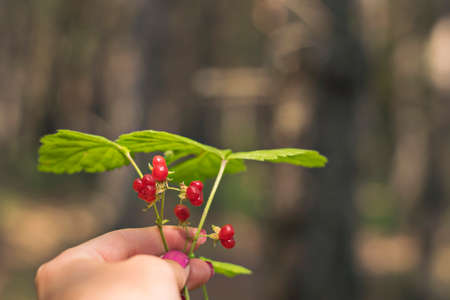 A sprig of red stone berry with green leaves in a woman's hand.の写真素材