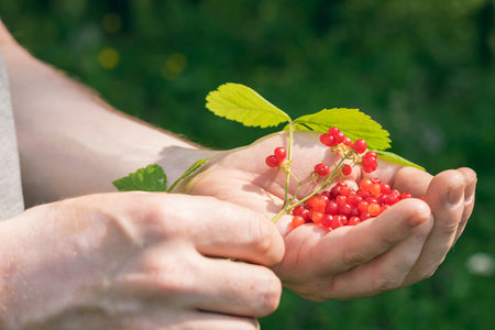 A handful of red berries in the man's hand and a twig with leaves and berries.