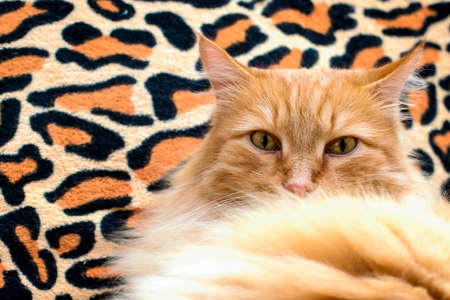 Portrait of a fluffy red cat. The orange cat looks at the camera.の写真素材