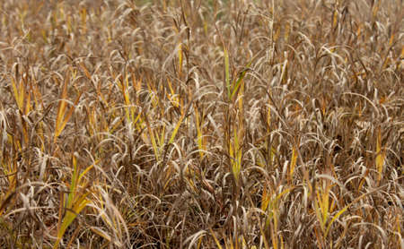 Dry grassの写真素材