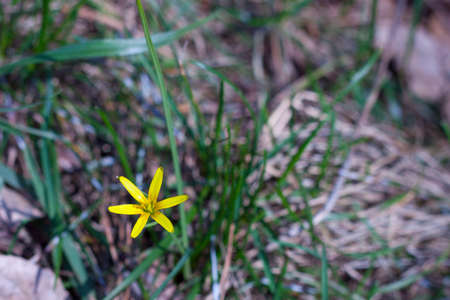 little yellow flower on green grassの写真素材