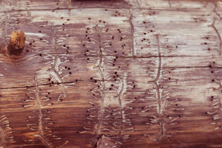 tree with traces of a bark beetleの写真素材