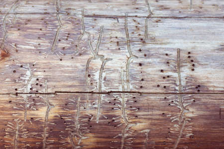 tree with traces of a bark beetleの写真素材
