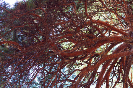 branch crown pine