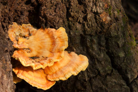 fungus on tree barkの写真素材