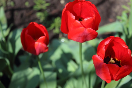Three bright red tulip on a warm spring sun litの写真素材