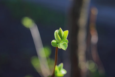 close-up of blossoming tree leaves