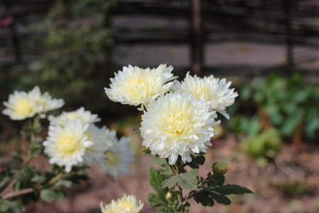 outdoor grow bright white flowers beautiful chrysanthemum