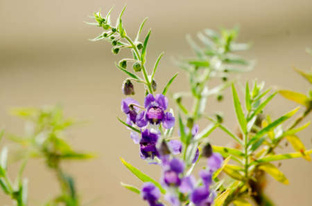 Violet flower, Angelonia goyazensis Benth (Sakonnakhon),Forget me not Thailandの写真素材