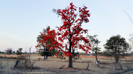 Flame of the forest  flower in the middle of the field in the drought. On the ground East Sakon...