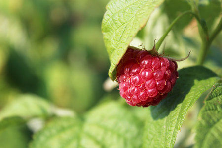 single raspberry hanging under leaf