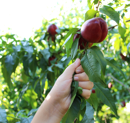 child pulls branch with nectarinesの写真素材