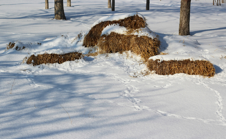 pile of hay in the snow-covered forestの写真素材