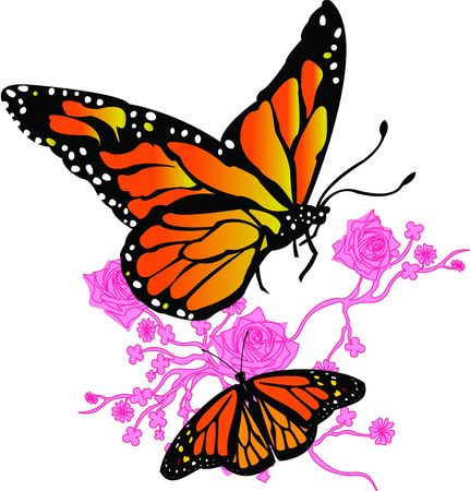 butterflyの写真素材