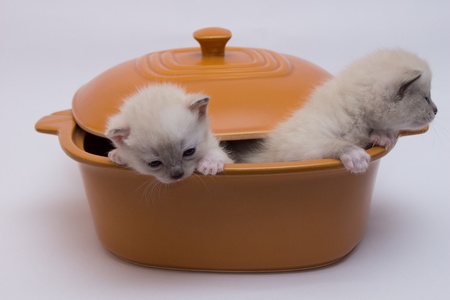 white kittens hiding in a potの写真素材