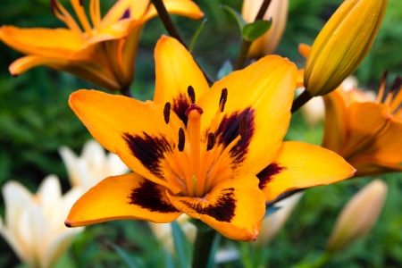 Orange lilies bloomの写真素材