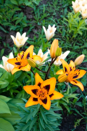 orange liliesの写真素材