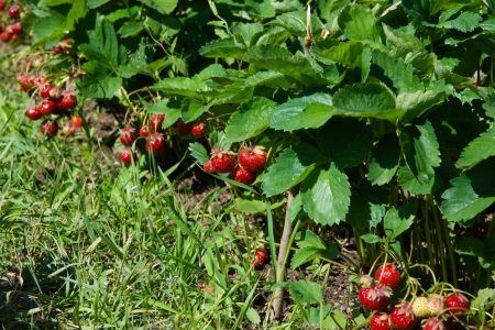 Ripened strawberries in the gardenの写真素材