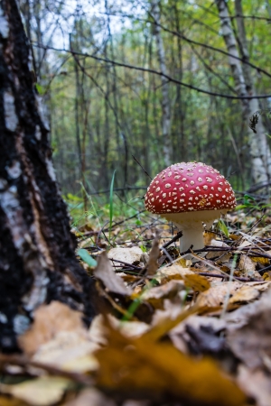 Amanita mushroom in the autumn forest on a background of leavesの写真素材
