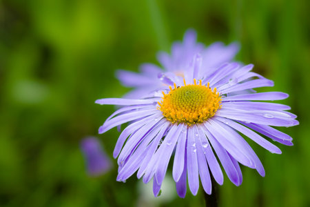 Purple daisy on a background of green grass with water drops