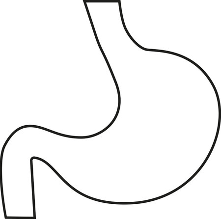 Human stomach line icon. Internal body organ vector illustration.のイラスト素材
