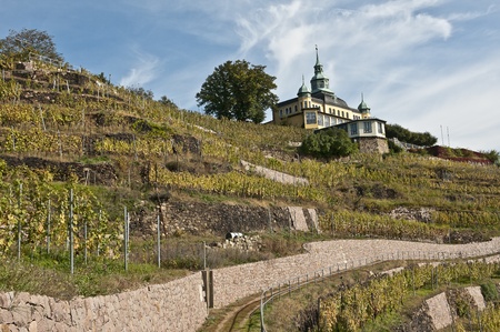 vineyards near dresden in dresden, germanyのeditorial素材