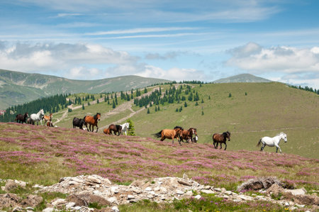 Wild horses running on mountain pasture の写真素材