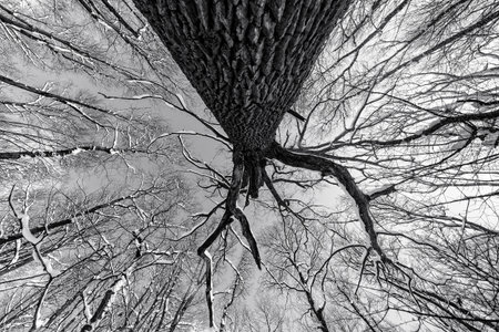 Monochrome photo of a grunge forest with trees and branches seen from below upwards during winterの写真素材