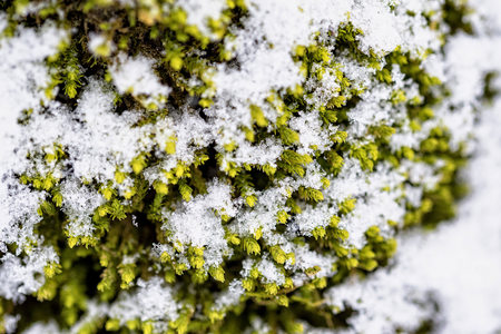Closeup photo of green moss and snow crystals patternの写真素材
