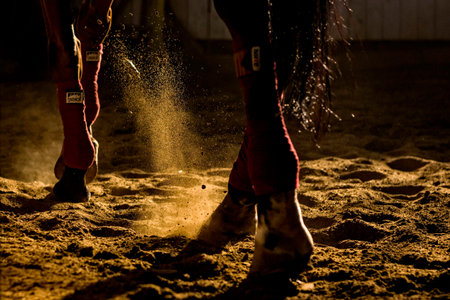 Show horse during a performance on a sand surface only legs visible with dust in the sunset lightの写真素材