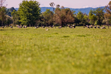 Group of storks feeding in the middle of a green meadow in Romaniaの写真素材
