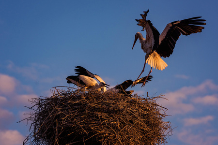 Stork mother returning to its nest to feed its babiesの写真素材