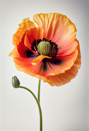 poppy flower isolated on white background. close up. studio shotの素材