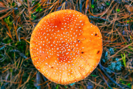 Amanita Muscaria. Red poisonous Fly Agaric mushroom in forestの写真素材