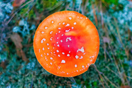 Amanita Muscaria. Red poisonous Fly Agaric mushroom in forestの写真素材